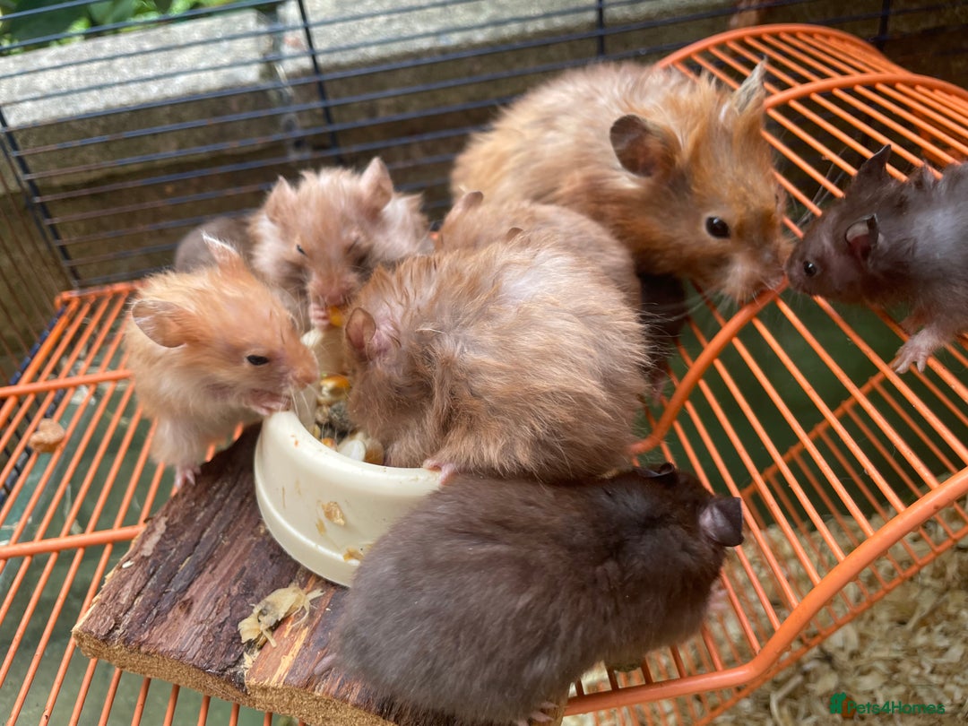 Hamster rodents for sale: Baby hamsters for sale  - Image 11