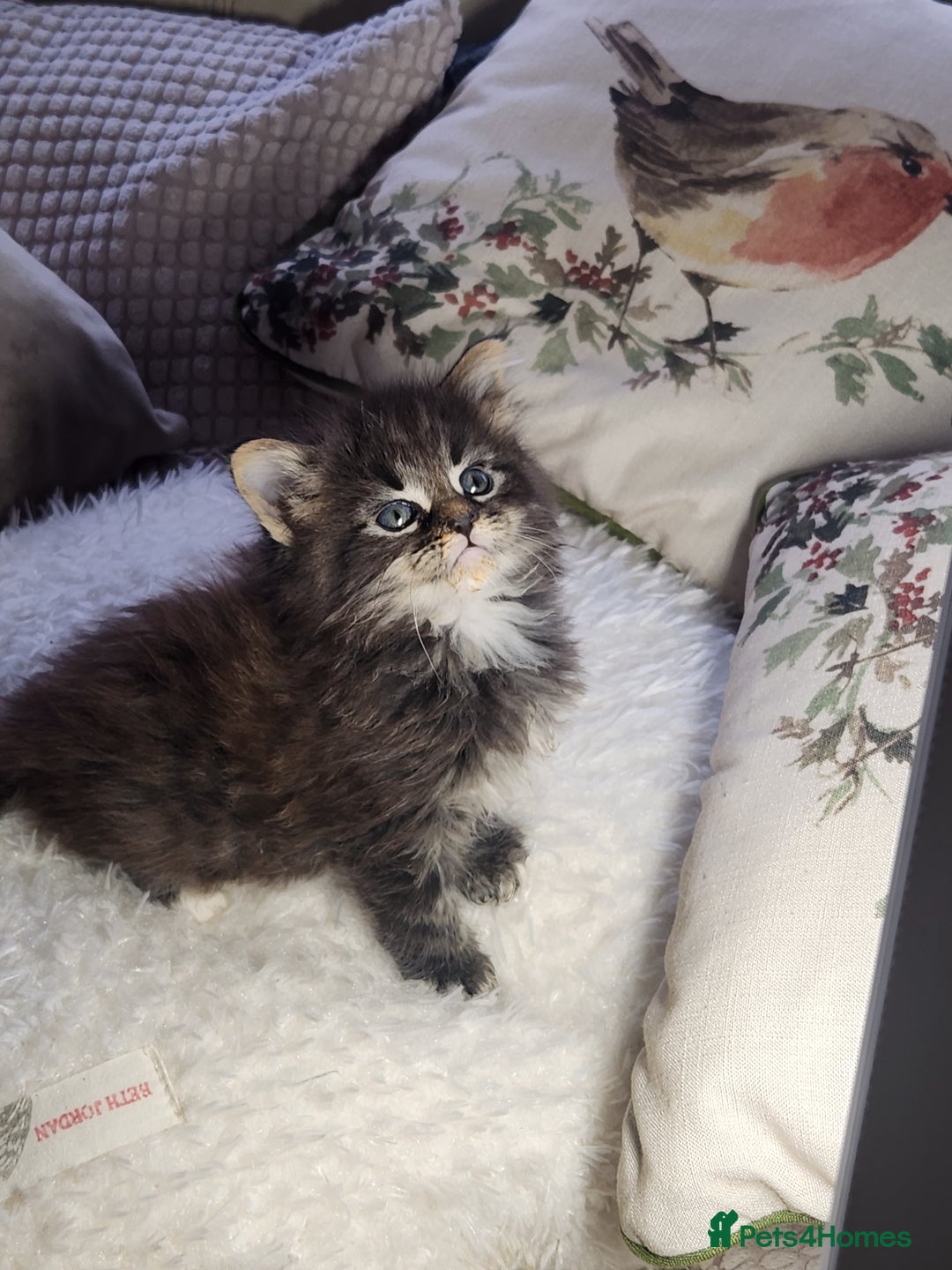 Maine Coon cats for sale:  Ready Now! Maine coon Kittens  - Advert 29