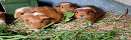 Guinea Pig rodents for sale: California x male and female Guinea pig babies  - Advert 2