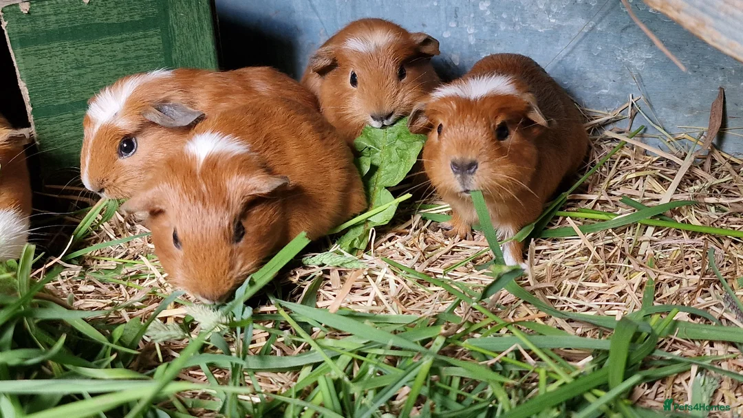 Guinea Pig rodents for sale: California x male and female Guinea pig babies  - Advert 2