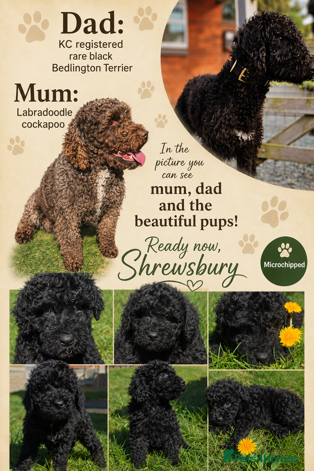 Labradoodle dogs Miniature Labradoodle Cockapoo x bedlington  - Advert 1