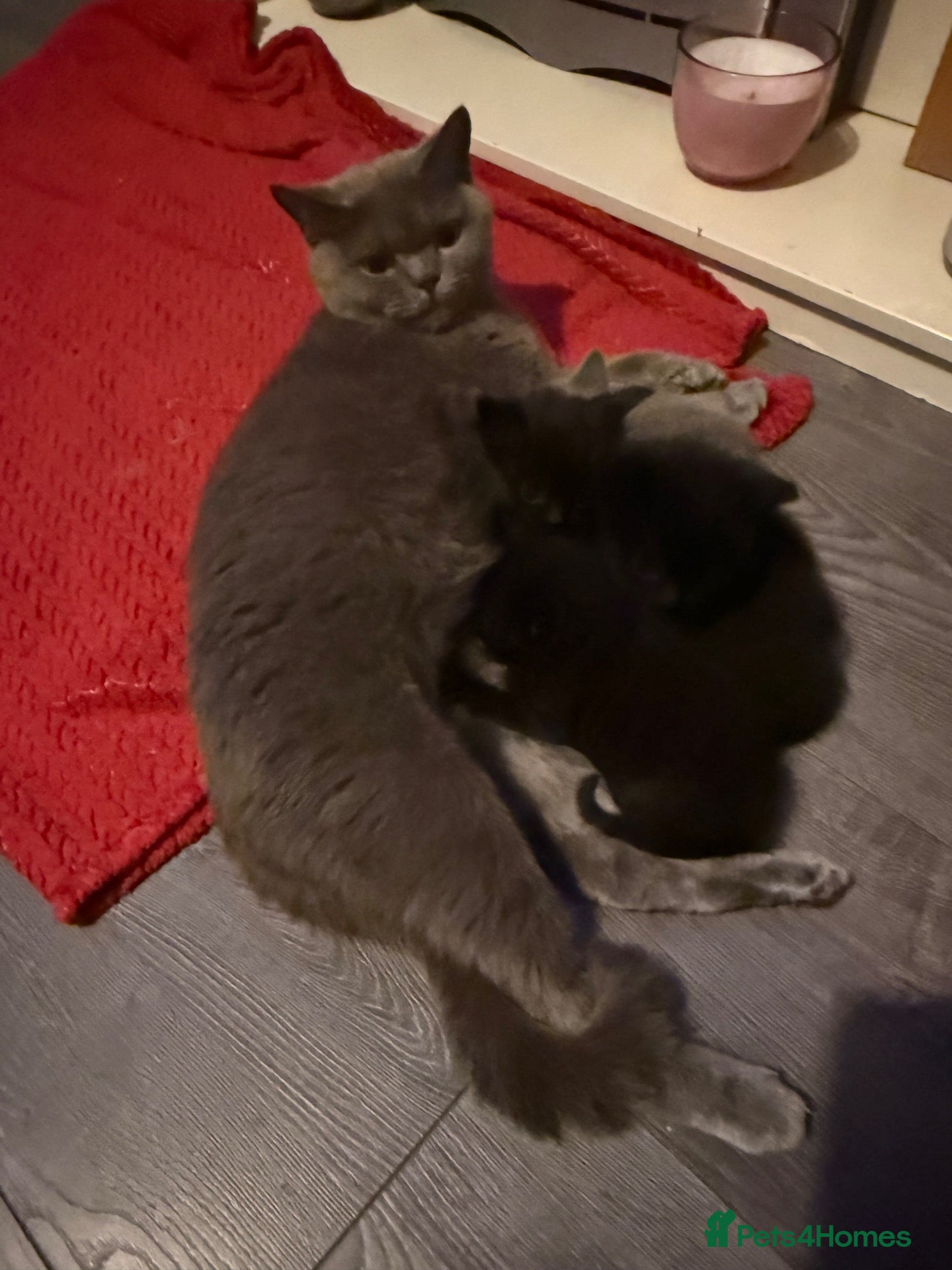 Mixed Breed cats British blue short hair cross kittens  - Advert 14