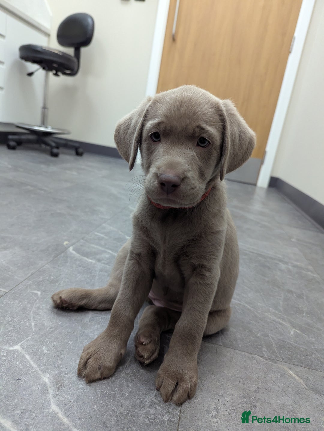 Labrador Retriever dogs for sale: KC Silver Labradors  - Image 1