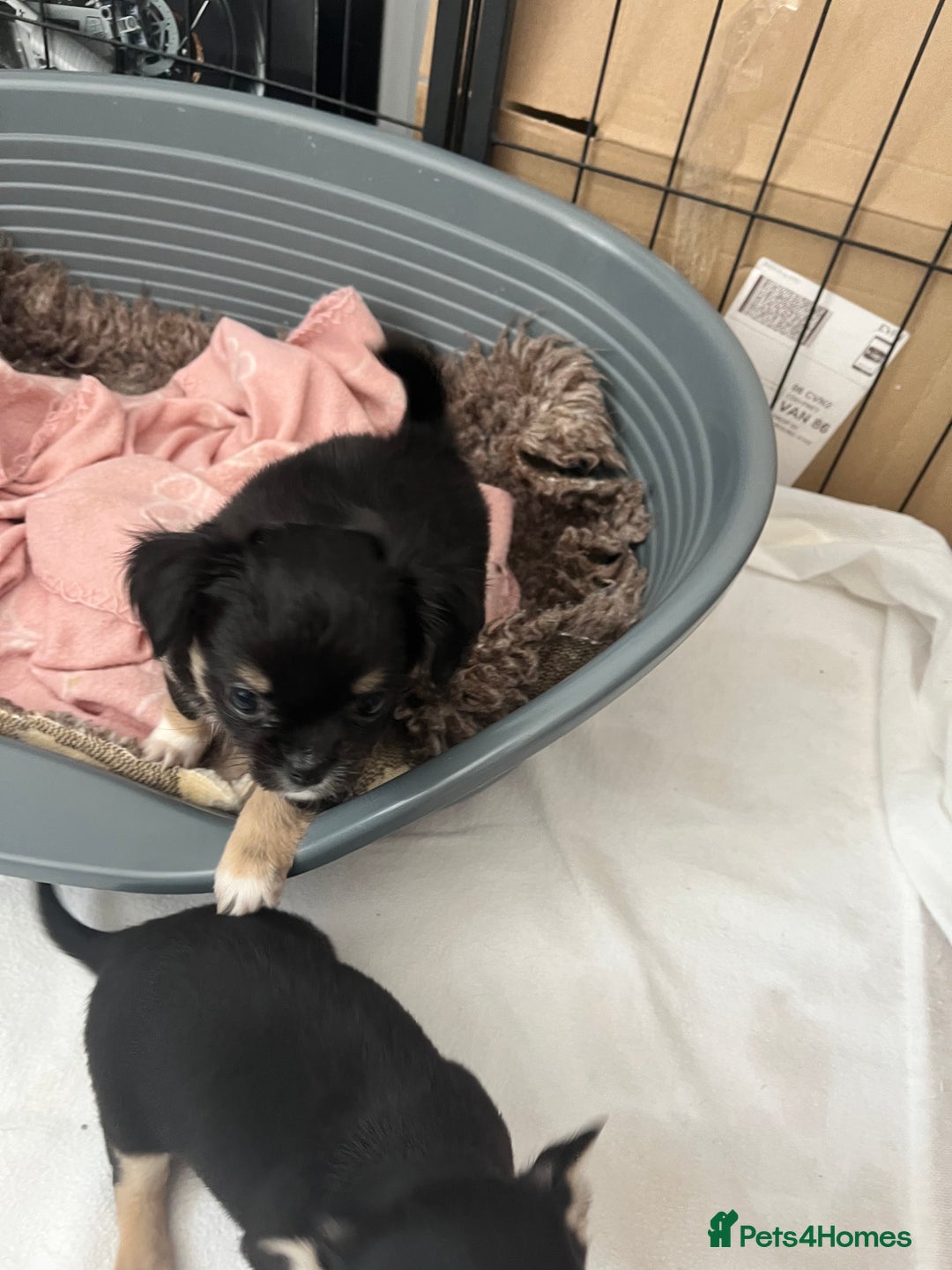 Chihuahua dogs for sale: Female Chihuahua - Image 3