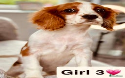 Cavalier King Charles Spaniel dogs for sale: Stunning DNA CLEAR GIRLS  - Image 5