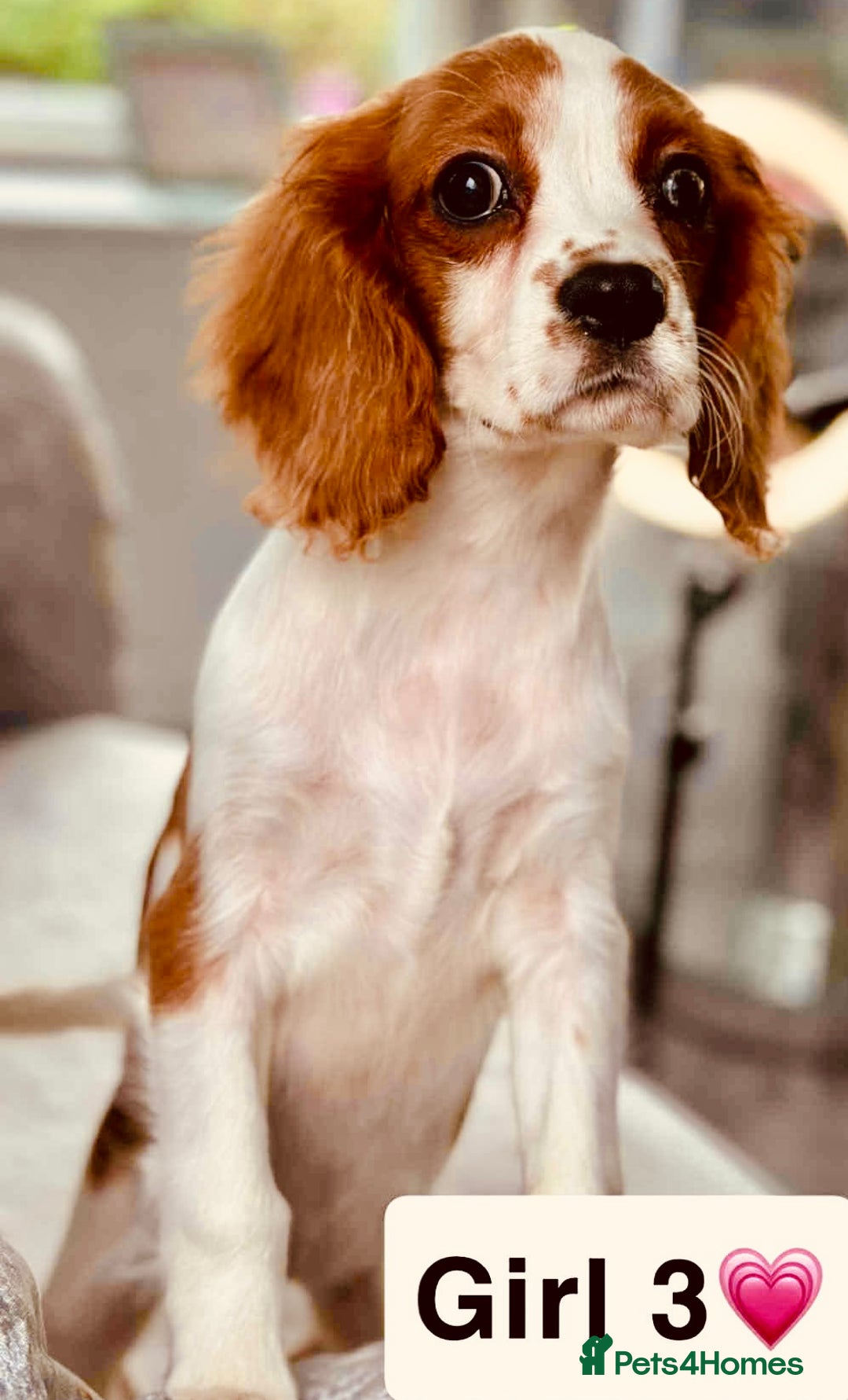 Cavalier King Charles Spaniel dogs for sale: Stunning DNA CLEAR GIRLS  - Image 5
