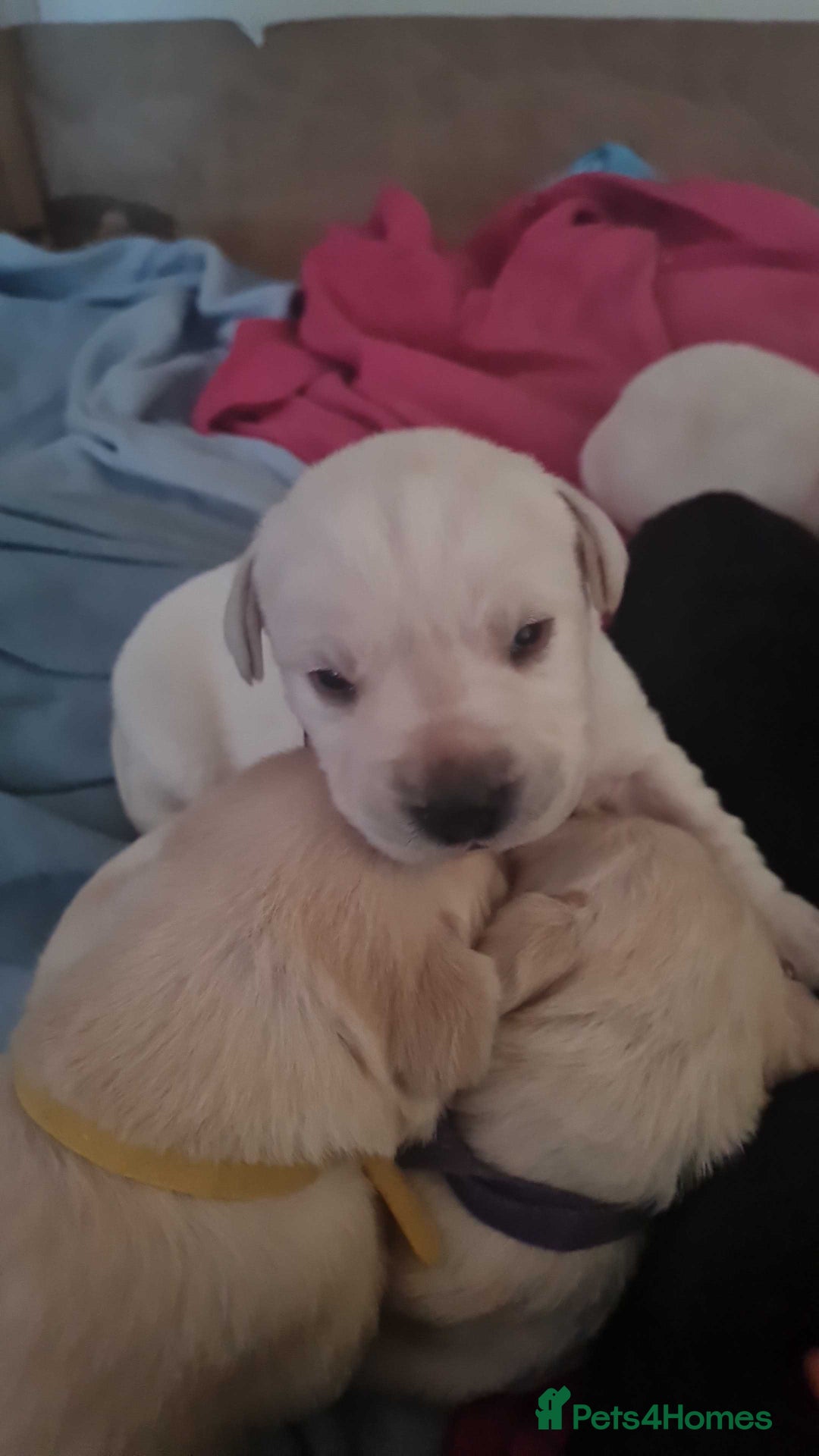 Labrador Retriever dogs for sale: Beautiful Golden and Black Labs - Advert 2