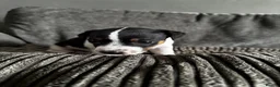 Jack Russell dogs for sale: Jack Russell  in Aylesford - Advert 15