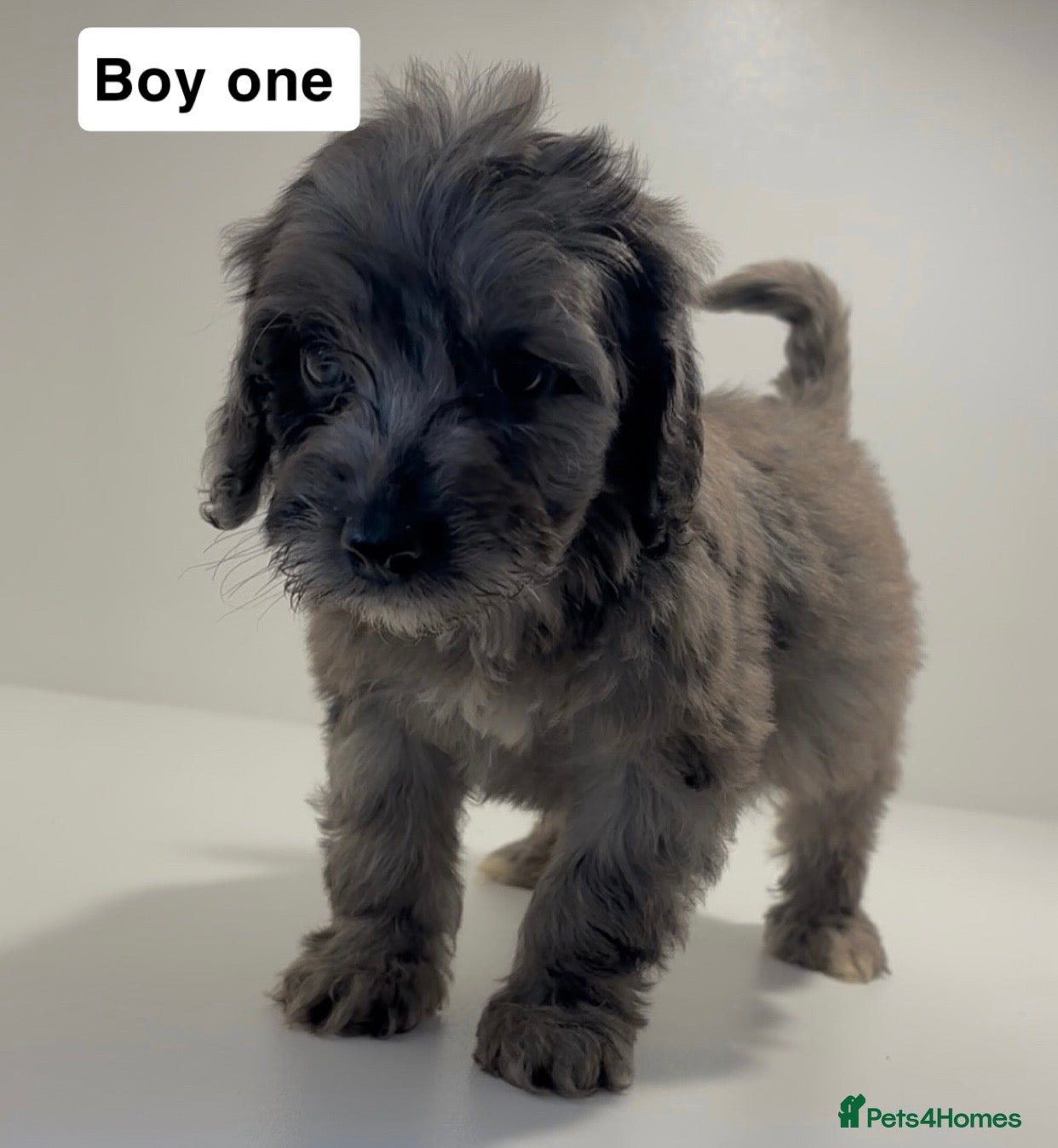 Cockapoo dogs Cockapoo puppies  - Advert 13