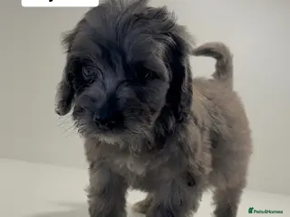 Cockapoo dogs Cockapoo puppies - Advert 13