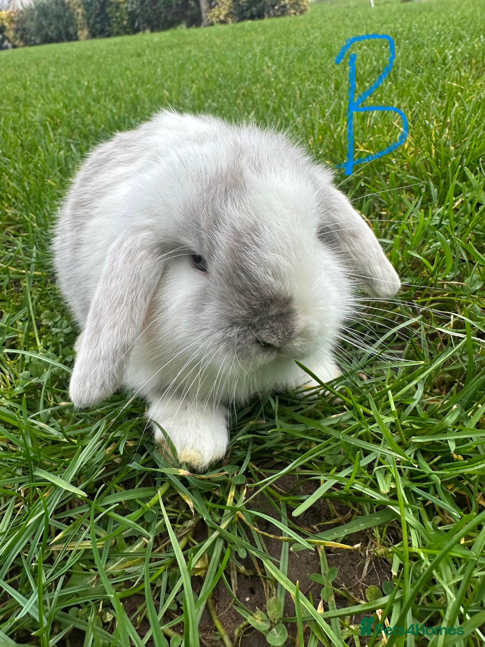 Mini Lop rabbits Mini Lop Rabbits  - Advert 13