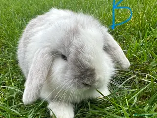 Mini Lop rabbits Mini Lop Rabbits - Advert 13