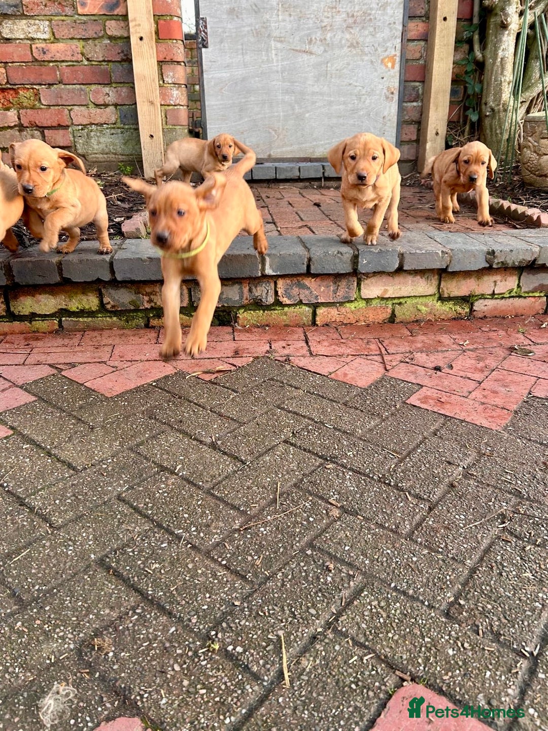 Mixed Breed dogs for sale: Stunning quality Vizslador puppies  - Advert 6