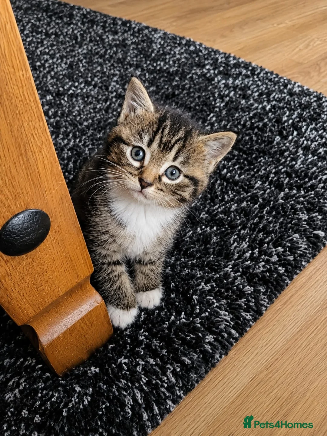 Mixed Breed cats for sale: Cats looking for hause  in Worksop - Advert 2