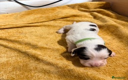 Cocker Spaniel dogs for sale: Cocker Spaniel Puppies  for sale - Image 7