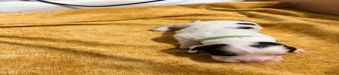 Cocker Spaniel Puppy 1 (green)