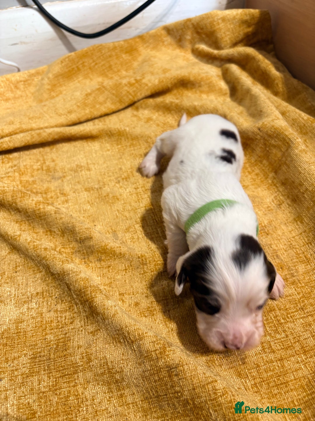 Cocker Spaniel dogs for sale: Cocker Spaniel Puppies  for sale - Image 7