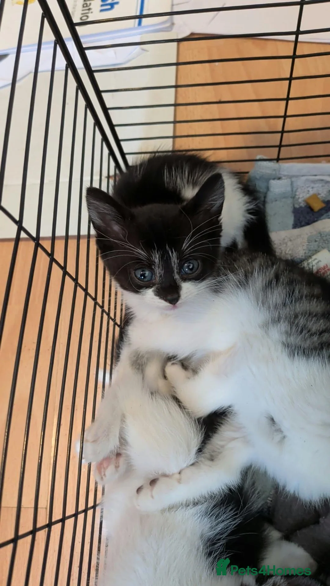 British Shorthair cats for sale: 8 week old kittens ready  - Advert 1