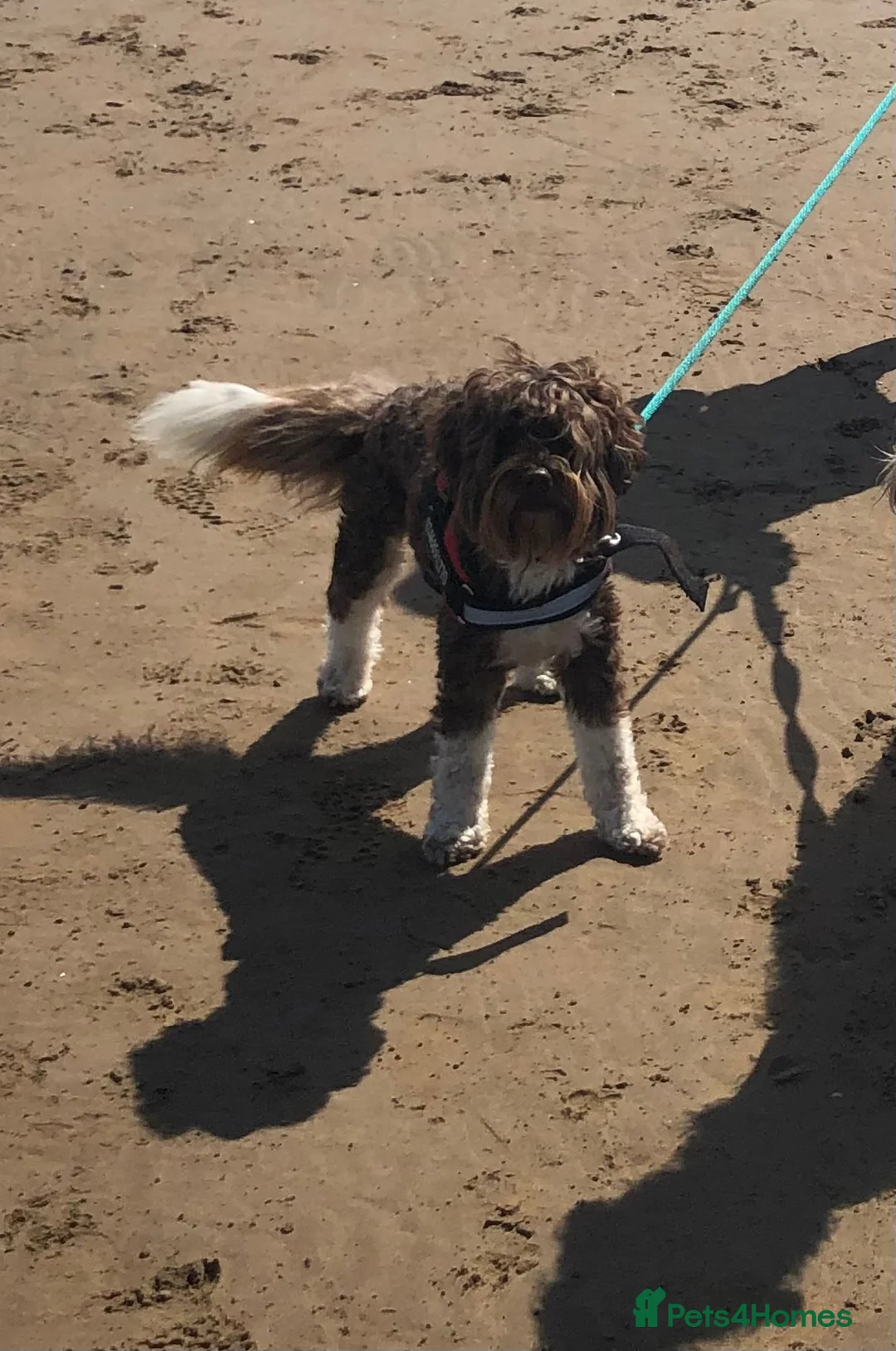 Labradoodle dogs for stud: Proven Miniature Australian Labradoodle Stud - Advert 5