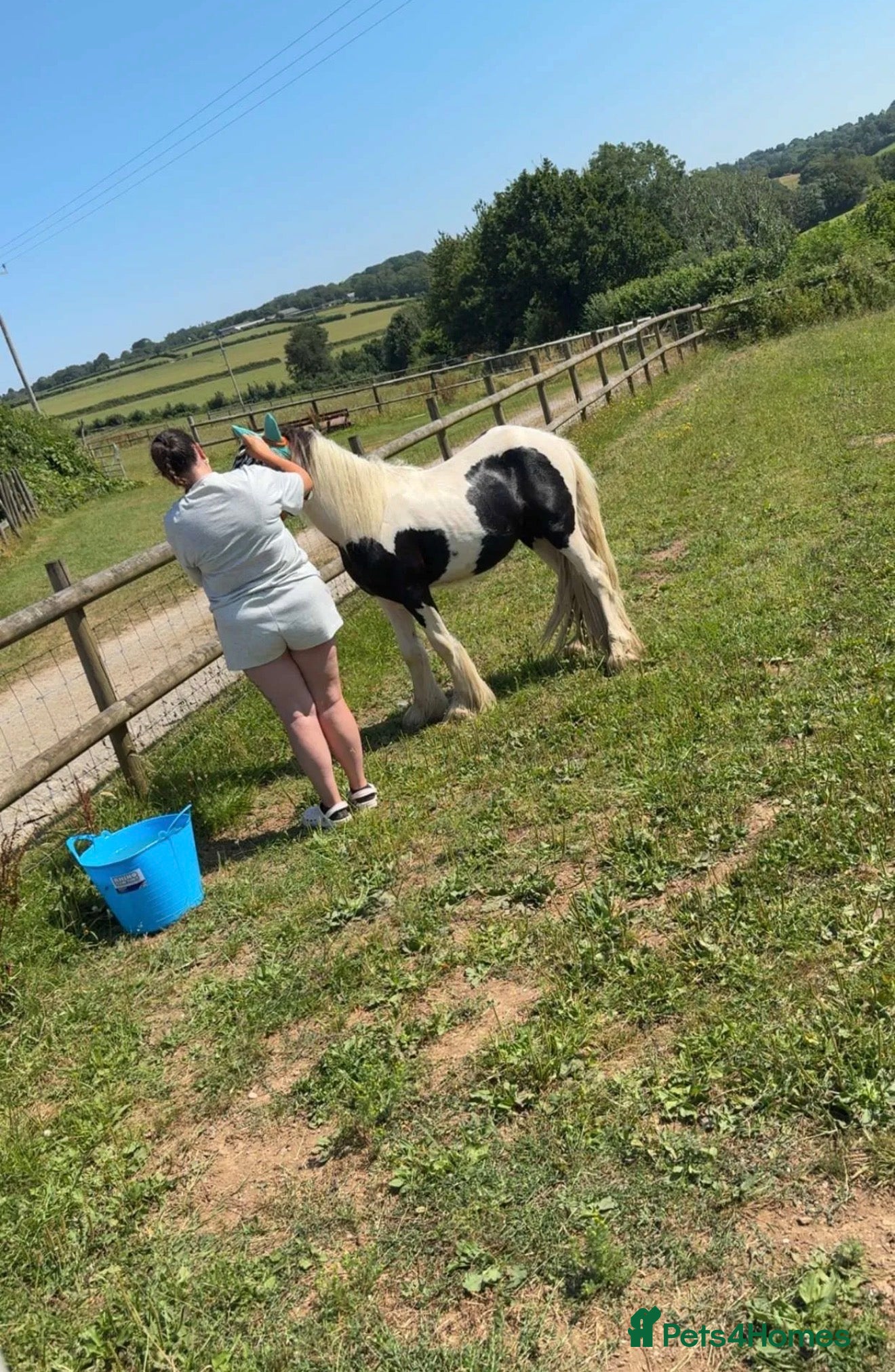 Irish Cob horses 11.3 cob gelding  - Advert 17