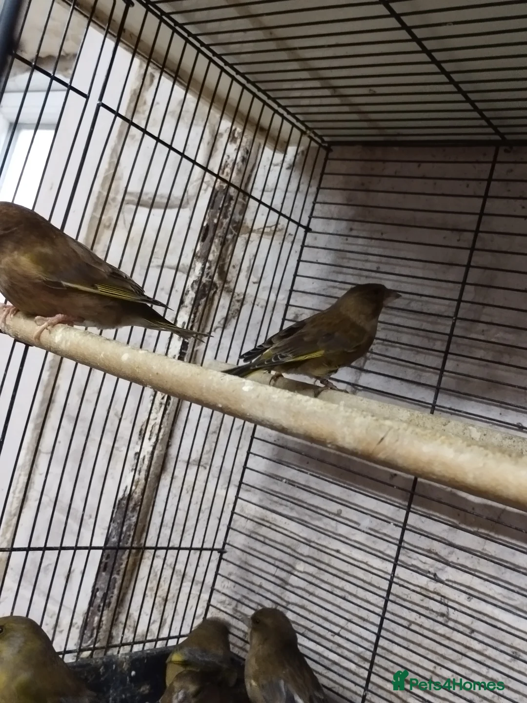 Canaries birds for sale: Canary's, green finch, silver, jarva sparrows  - Advert 14