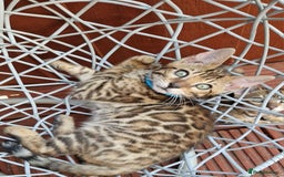 Bengal cats for sale: Amazing Bengal kittens 🥰 last boy left ❤️ in Corby - Image 30