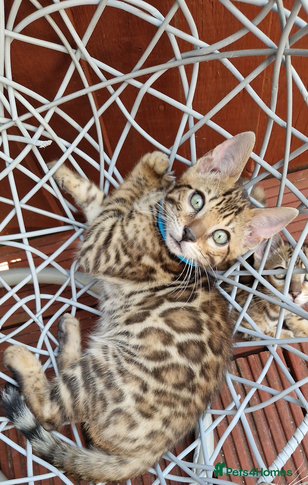 Bengal cats for sale: Amazing Bengal kittens 🥰 last boy left ❤️ in Corby - Image 30