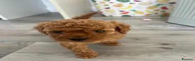 Cavapoo Puppy 4
