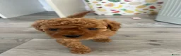 Cavapoo dogs for sale: Rare Asian poodle x Cavapoo puppies  in Canvey Island - Advert 7