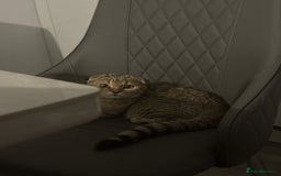 Scottish Fold cats for sale: Scotty Fuld Kitten  - Advert 2