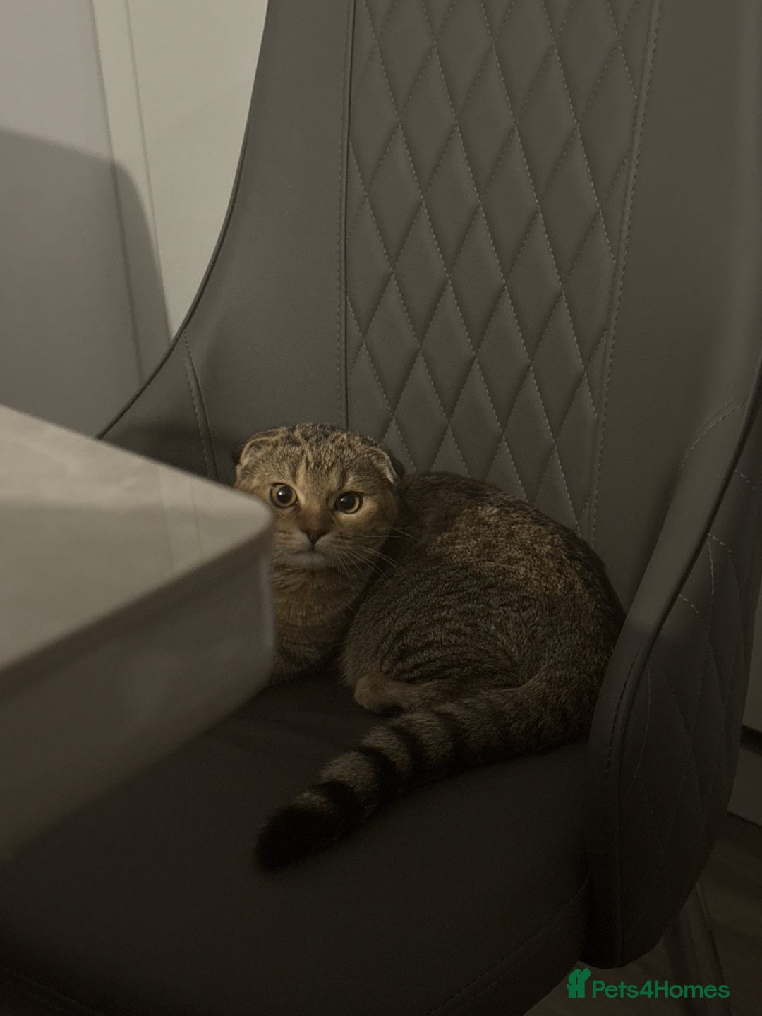 Scottish Fold cats for sale: Scotty Fuld Kitten  - Advert 2