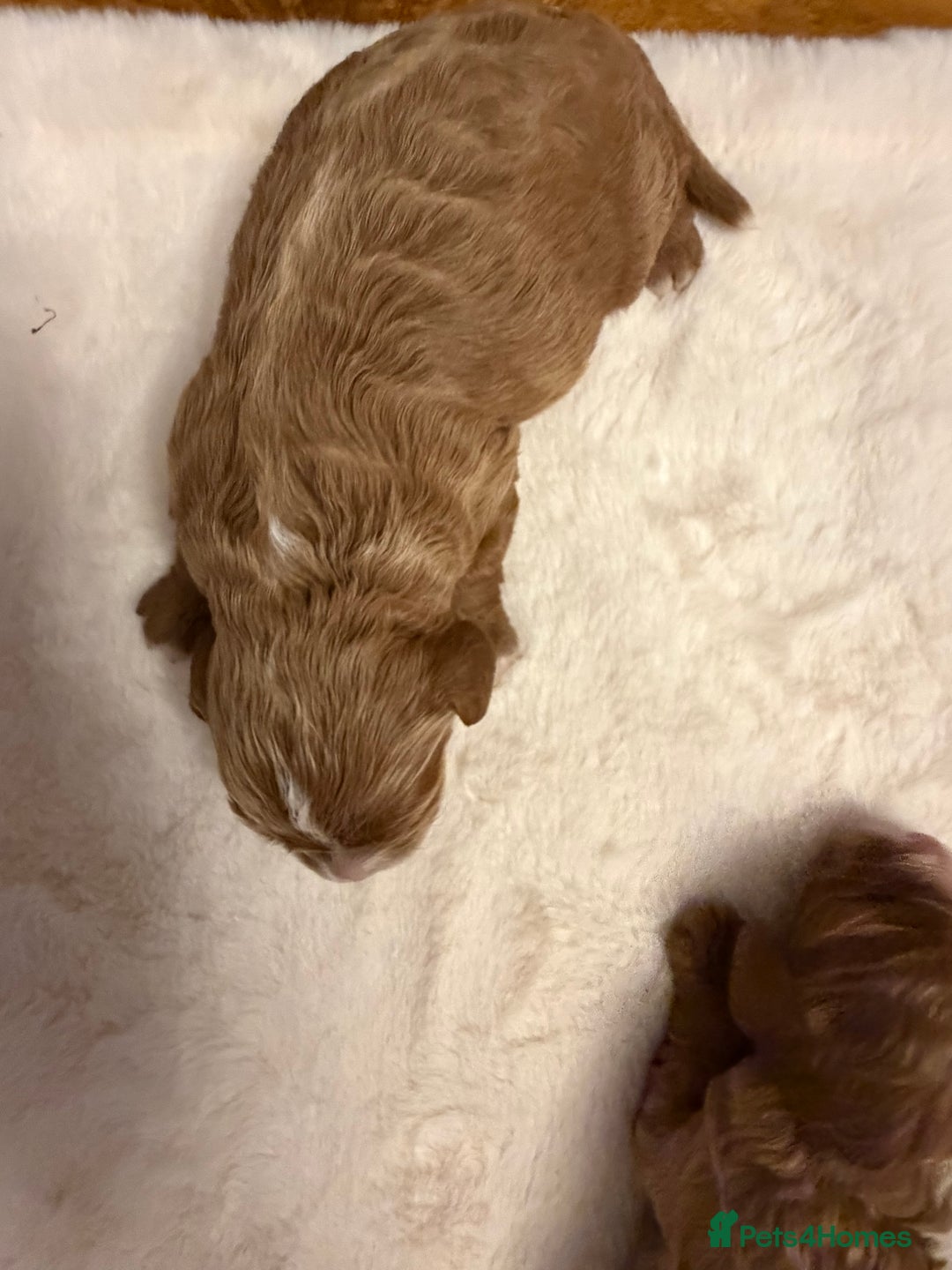 Cavapoo dogs for sale: F1 cavapoo puppies fully health tested - Advert 8