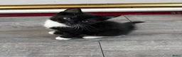 Mixed Breed cats for sale: 2 kittens for sale  - Advert 3
