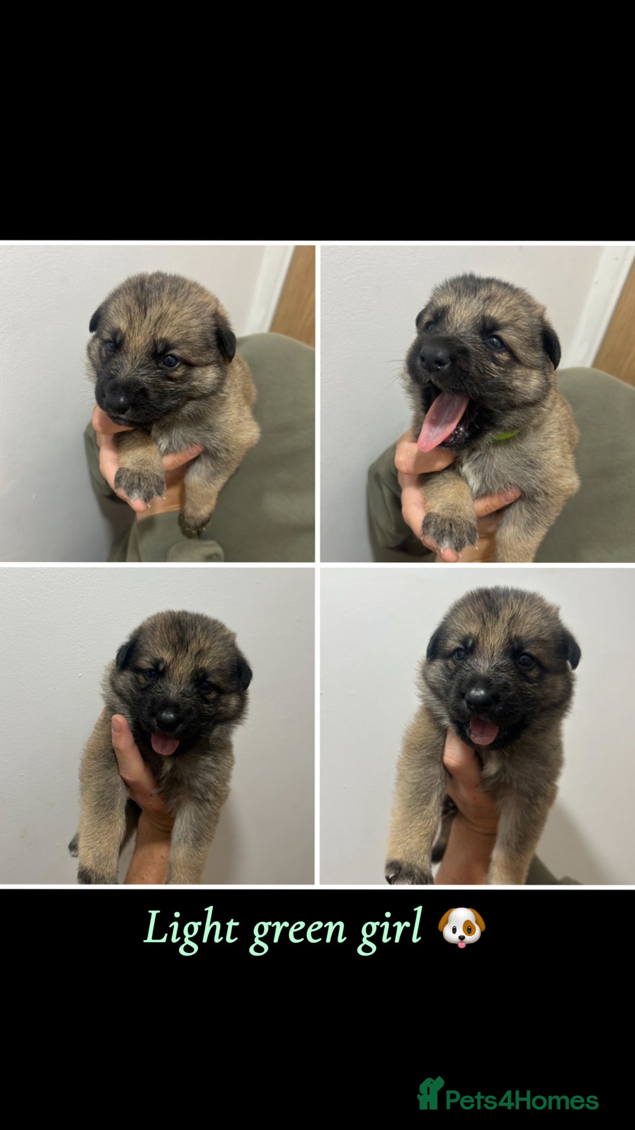 Mixed Breed dogs 8 beautiful healthy  puppies ,  German shepherd  - Advert 2