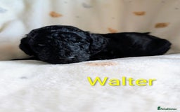 Standard Poodle dogs for sale: Standard poodles - Image 35