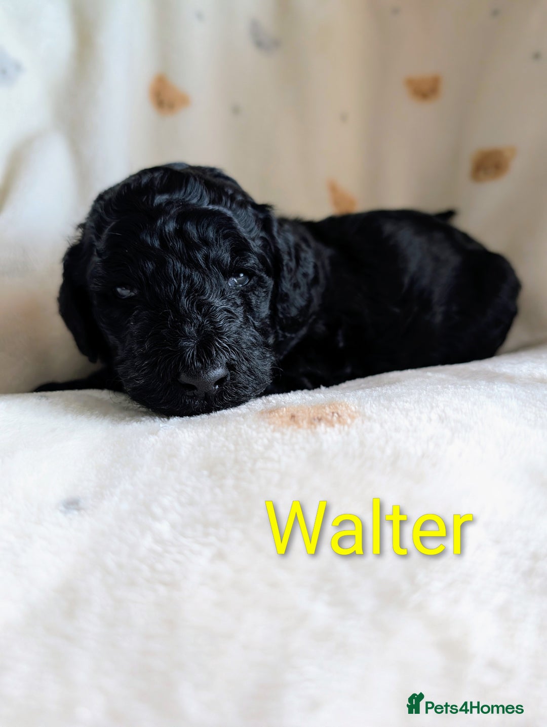 Standard Poodle dogs for sale: Standard poodles - Image 35