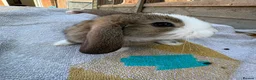 Lionhead rabbits for sale: Beautiful lion head and lion head lops rabbits  - Advert 8