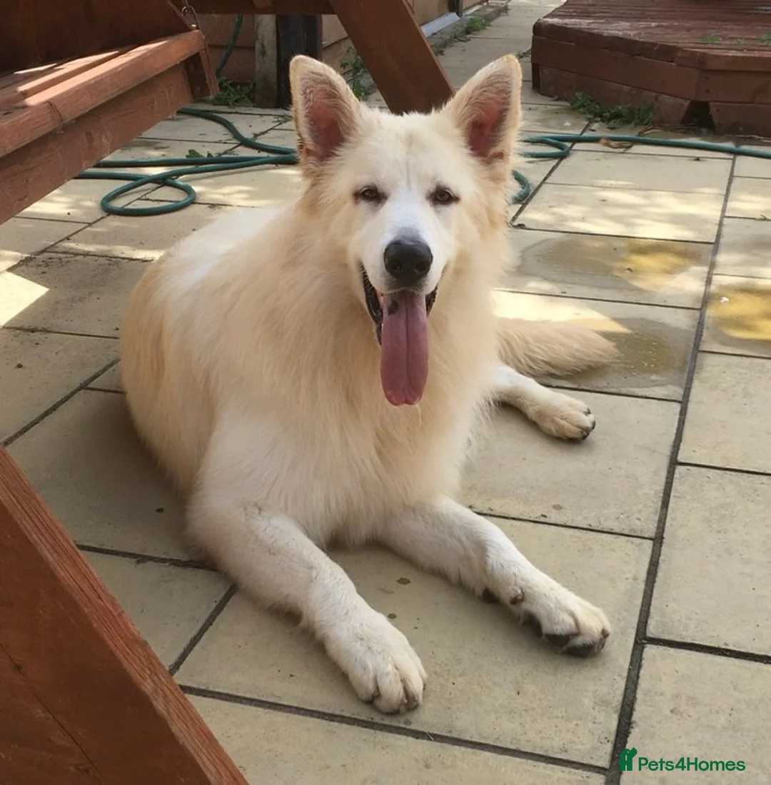 German Shepherd dogs for stud: KC Reg Basil At Stud Fully Health Tested  in Wisbech - Advert 10