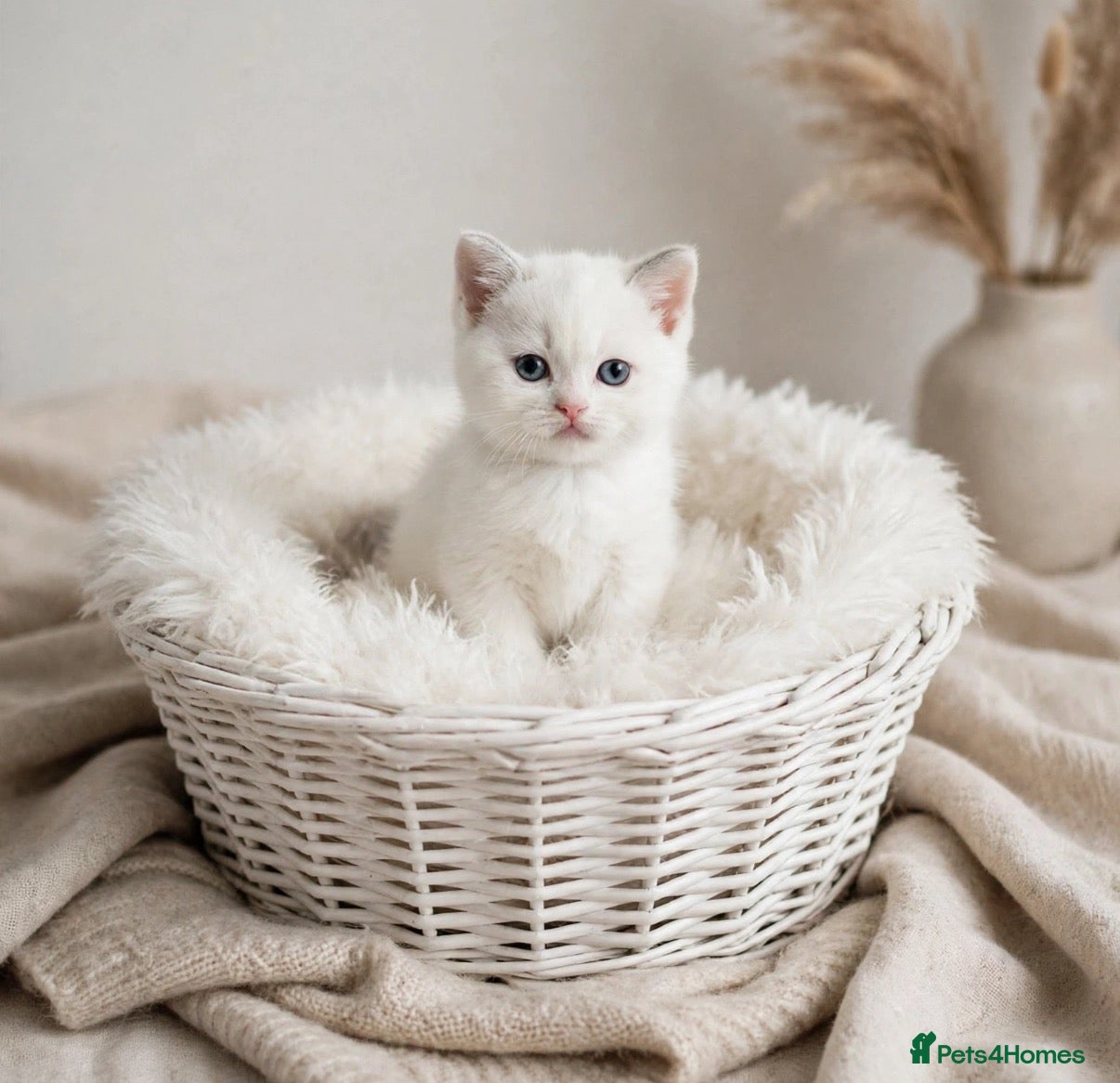 British Shorthair cats for sale: Pure British Shorthair Outstanding Kittens 😻🏆🥇 - Advert 1