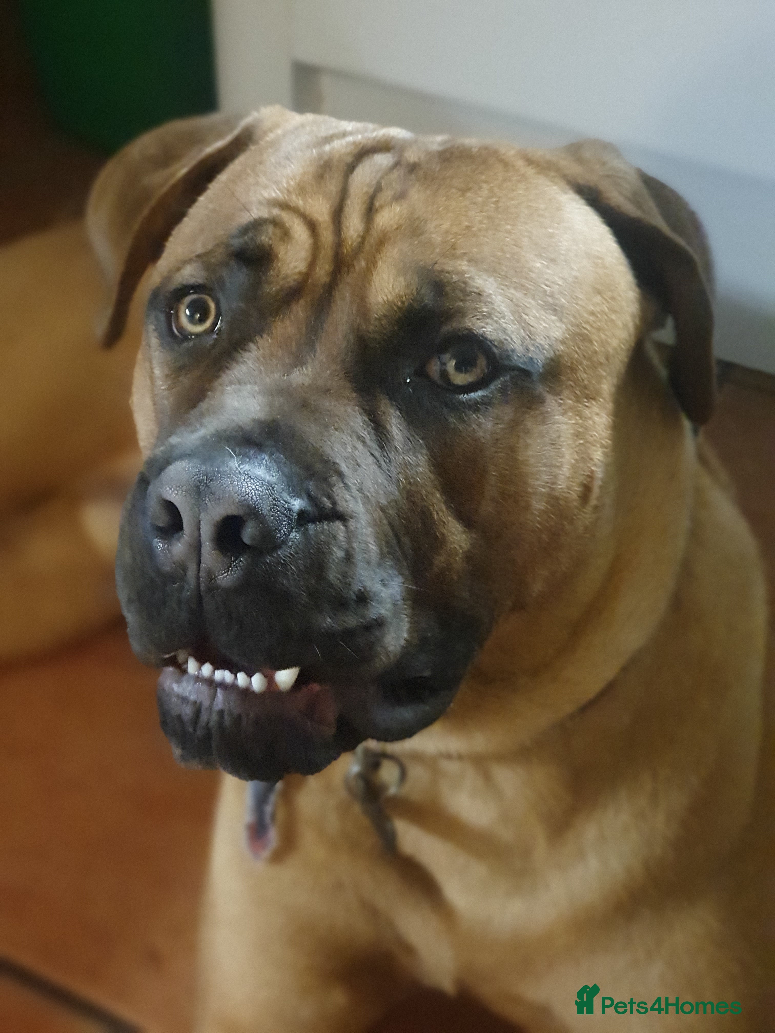 Mixed Breed dogs Maverick cane corso Cross mastiff - Advert 1