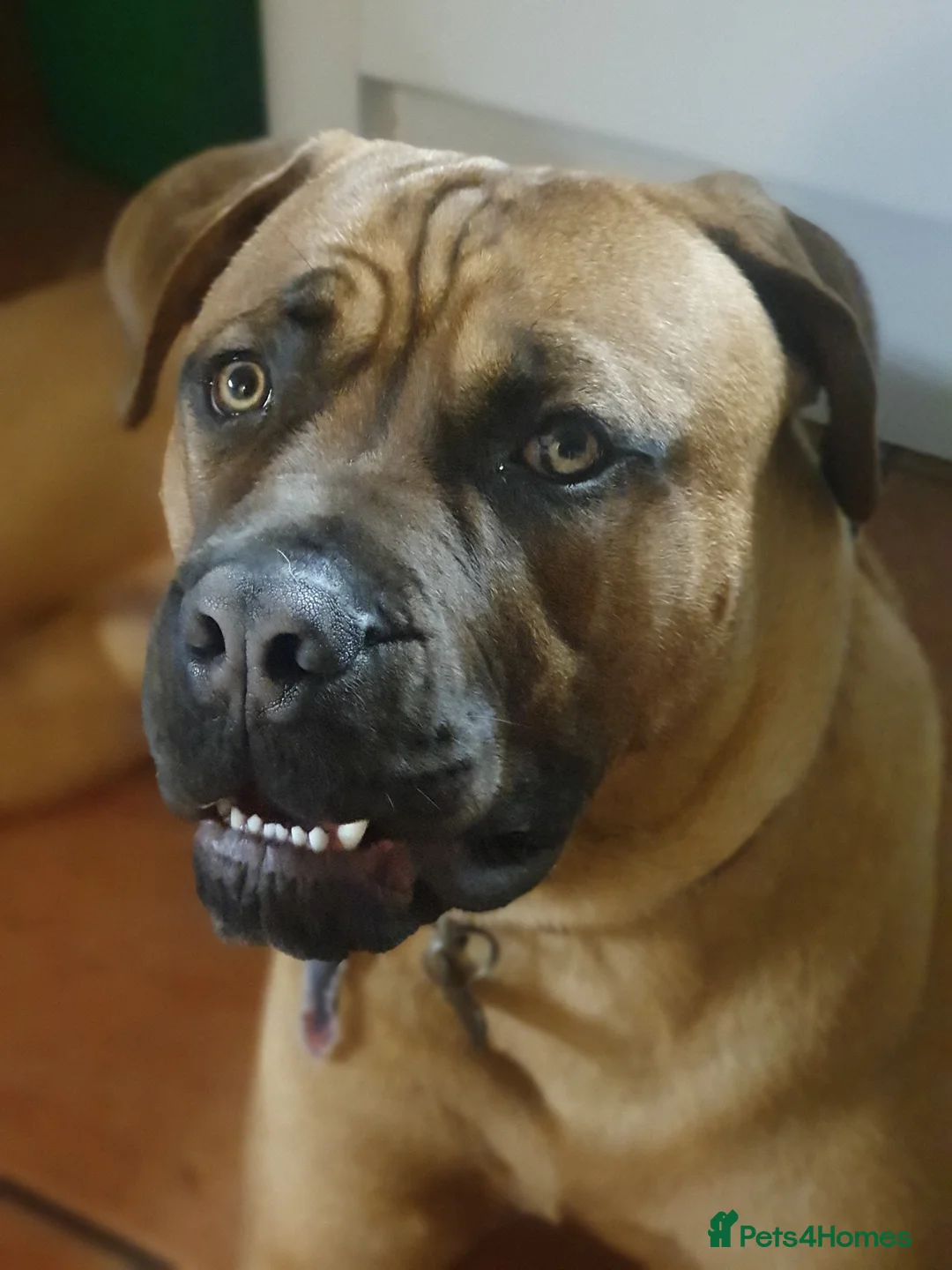 Mixed Breed dogs for sale: Maverick cane corso Cross mastiff - Advert 1