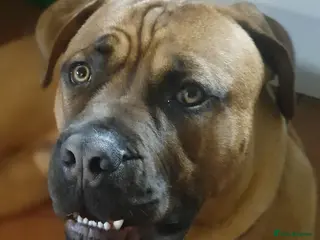 Mixed Breed dogs Maverick cane corso Cross mastiff - Advert 1