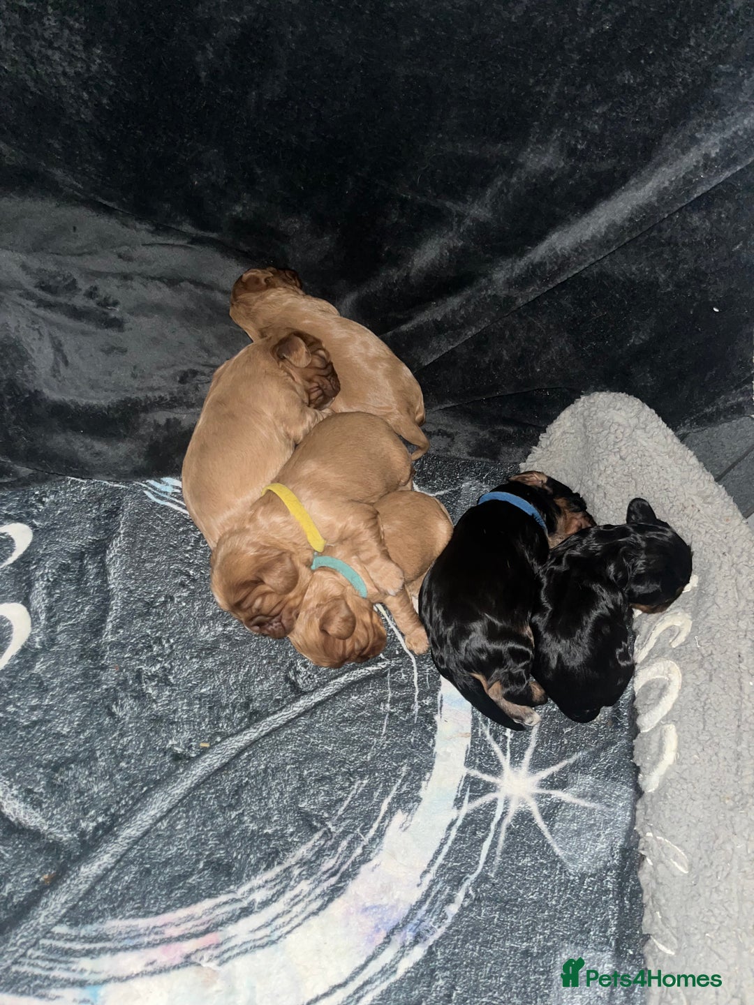 Cavalier King Charles Spaniel dogs for sale: 5 beautiful Cavalier King Charles puppies - Advert 18