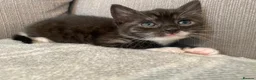 British Longhair cats for sale: 2 Beautiful Girls - Advert 8
