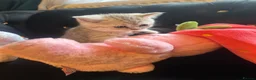 Scottish Fold cats for sale: Scottish Fold  kittens ❤️READY TO LEAVE ❤️ - Advert 28