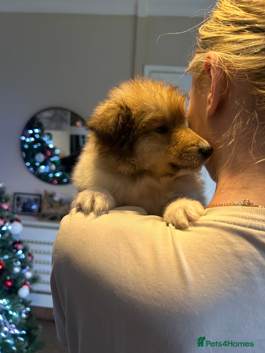 Rough Collie dogs for sale: Rough Collie Puppies  - Advert 3