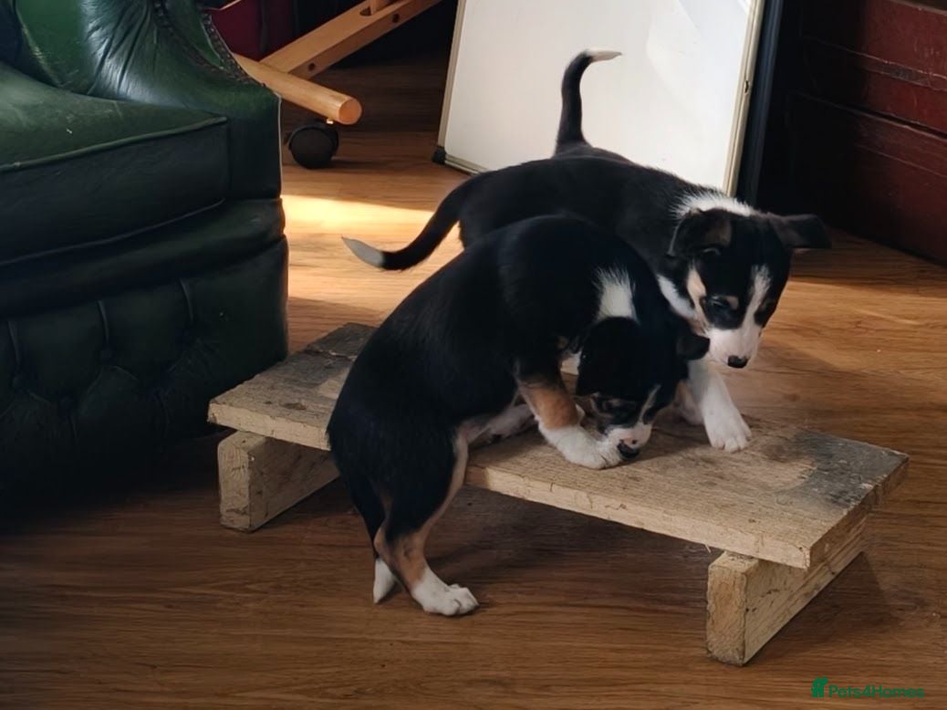 Border Collie dogs Tri Coloured Border Collie Pups - Advert 2