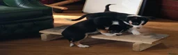 Border Collie dogs for sale: Tri Coloured Border Collie Pups - Advert 8