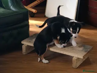 Border Collie dogs Tri Coloured Border Collie Pups - Advert 5