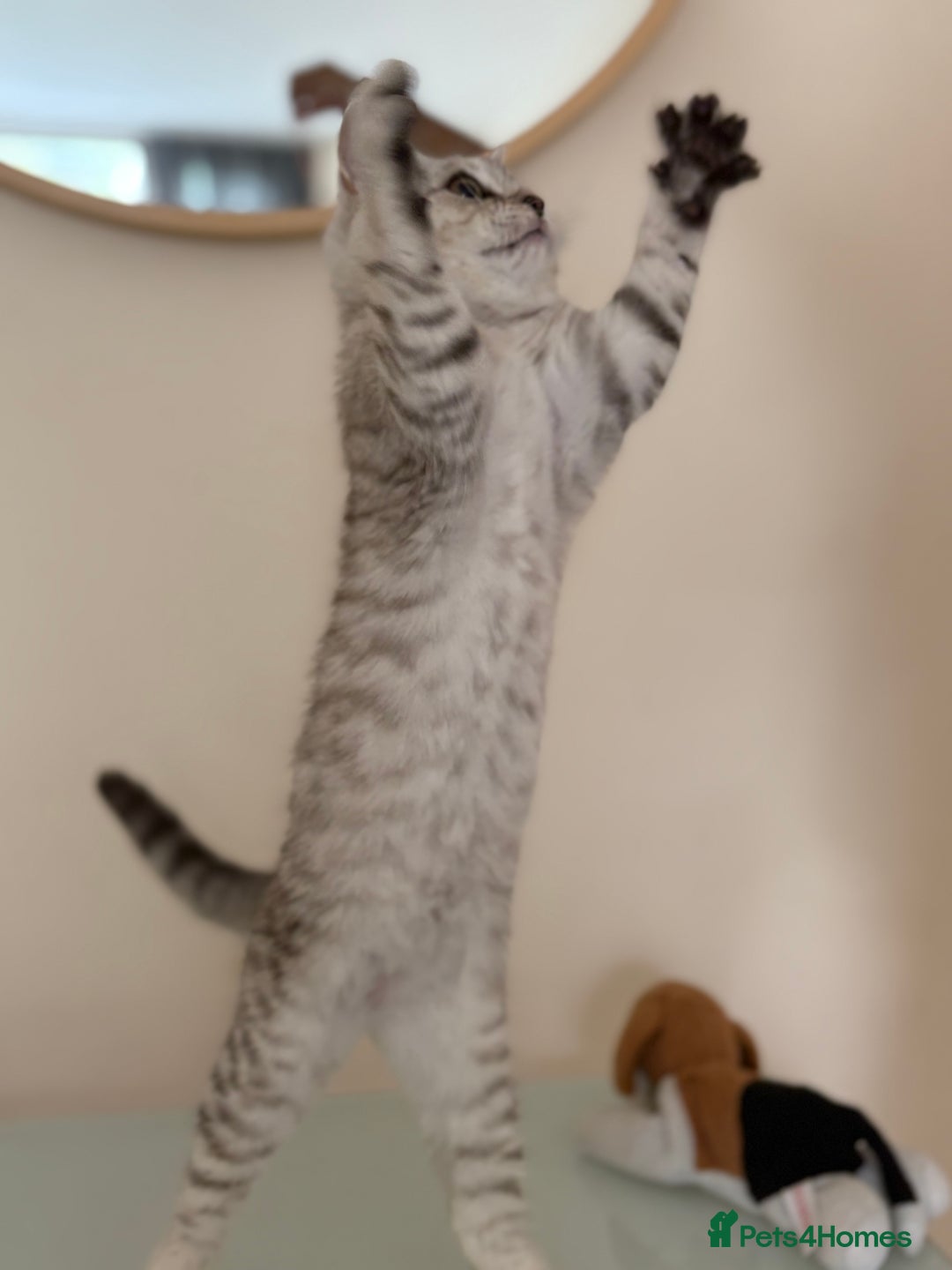 British Shorthair cats for sale: Pedigree|Champion Lines|GCCF Registered| - Image 40